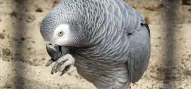 African Gray Parrot - Lehigh Valley Zoo