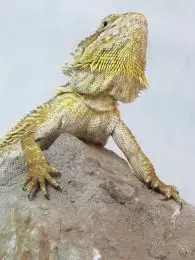 Central Bearded Dragon - The Australian Museum