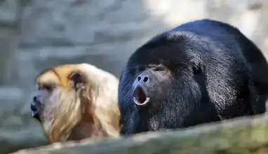 A Day in the Life of our Spider Monkeys - Brevard Zoo