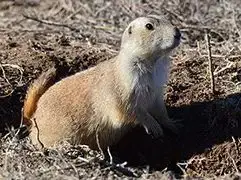 Norway Lemming - Facts, Diet, Habitat & Pictures on