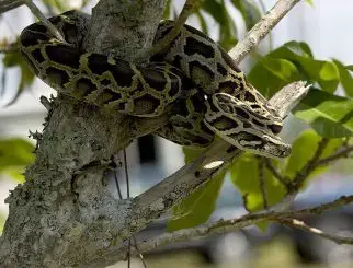 Reticulated Python