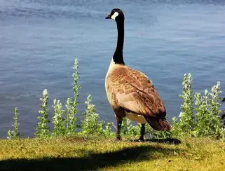 Egyptian Goose - British Waterfowl Association Species account for the  Egyptian Goose, Alopochen aegyptiaca.