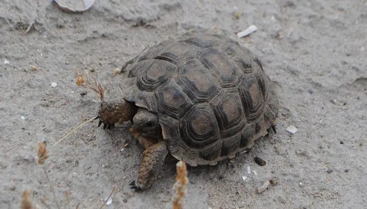 Chaco Tortoise The Animal Facts Appearance Diet Habitat