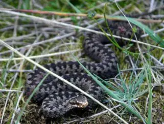 File:Grass Snake (Natrix helvetica) playing dead close-up