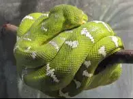 Emerald Tree Boa - Connecticut's Beardsley Zoo