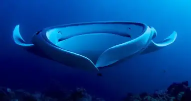 Giant Oceanic Manta Ray, The Animal Facts