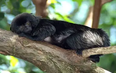 Goeldi's monkey  Smithsonian's National Zoo and Conservation