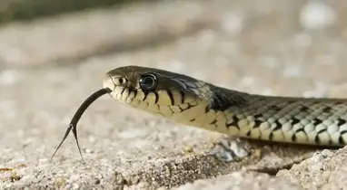 Grass snake - Grass snakes and humans  Young People's Trust For the  Environment