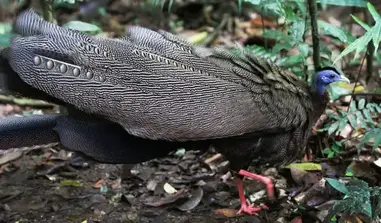 Argus Pheasant Feathers – Animal Bytes