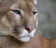 Mountain lion Cougar The Animal Facts