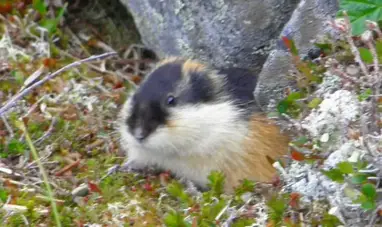 Norway Lemming - Facts, Diet, Habitat & Pictures on