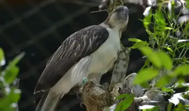 Harpy Eagle - WildArk