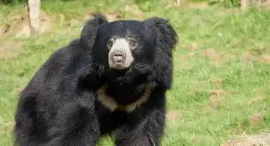 Sloth Bear  San Diego Zoo Animals & Plants