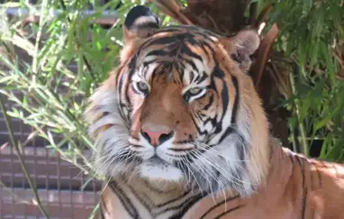 Sumatran tiger cub learns to hunt from mother at Poland zoo