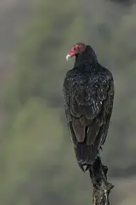 Turkey Vulture  The Maryland Zoo