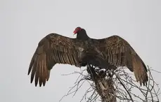 Turkey Vulture Identification, All About Birds, Cornell Lab of Ornithology