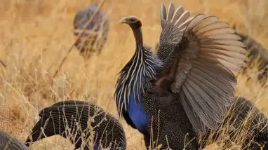 The Vulturine Guinea Fowl of Kenya spend the day scraping the ground