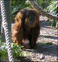 orangutan dental secrets