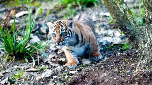 Cub-explores-outdoor-paddock-for-first-time-(c)ZSL-(2)