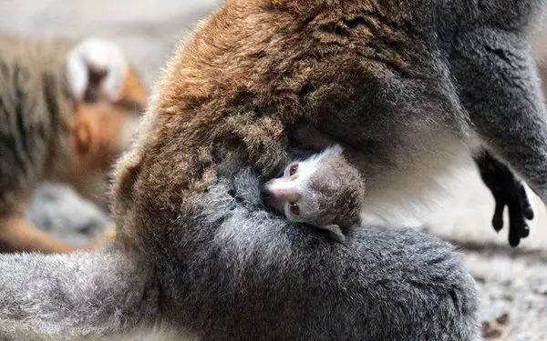 baby crowned lemur