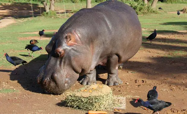 harry the hippo