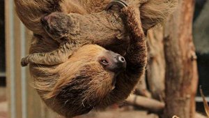 surprise-sloth baby-ZSL