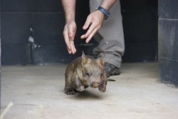 baby southern hairy nosed wombat