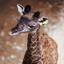 cleveland zoo giraffe