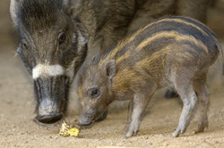 warty pig