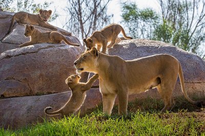 Little lions leap into life at the San Diego Zoo Safari Park