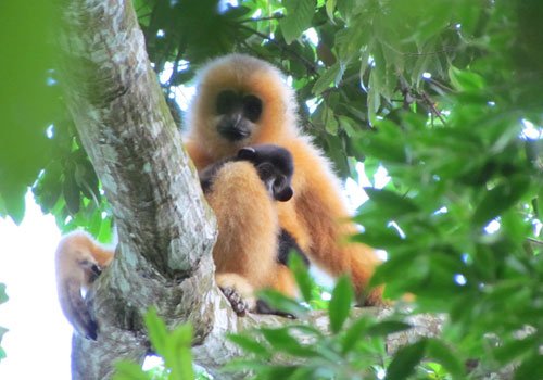 Hainan gibbon