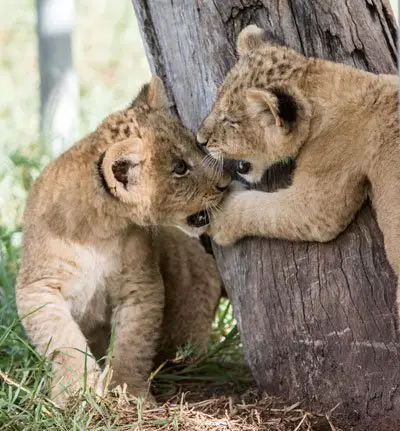 Lion cubs