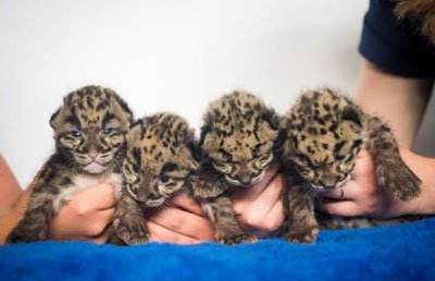 Clouded leopard cubs