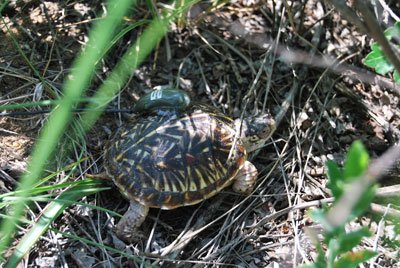 Ornare box turtle