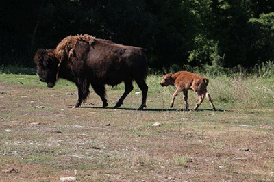 Wood bison calf