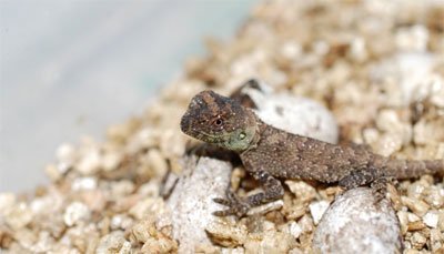 Lizard hatchlings-Chester