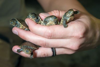 Madagascan turtles