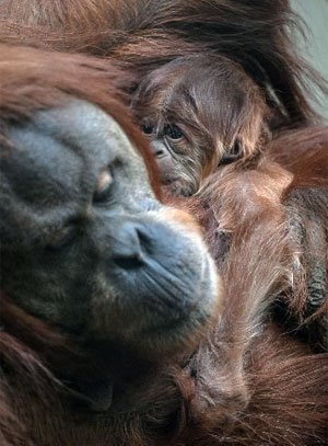 Orangutan Infant Chester