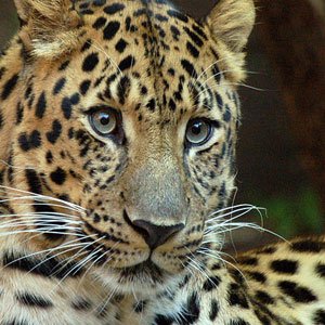 Amur Leopard The Animal Facts