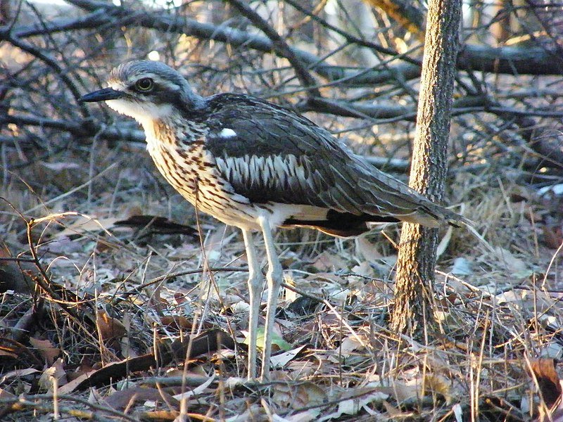 A good-looking bird: the bush stone-curlew that loves its own