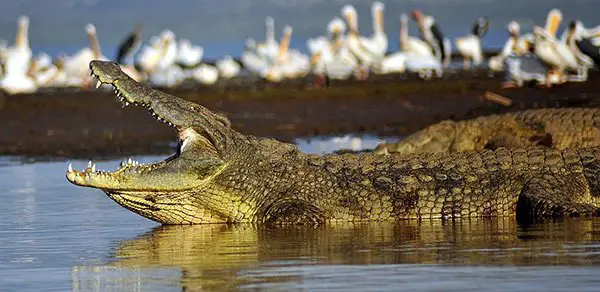 Crocodile, Habitat, Description, Teeth, & Facts
