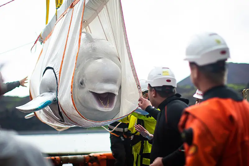Rescued Beluga Whales Return to the Open Ocean - The Animal Facts